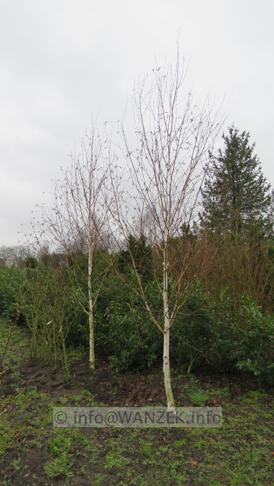 Betula utilis Doorenbos 001.JPG